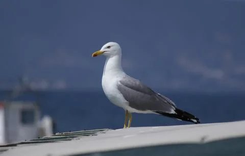Seagull 스톡 사진