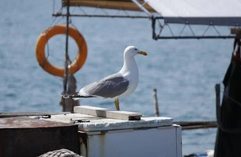 Seagull Stock Photos