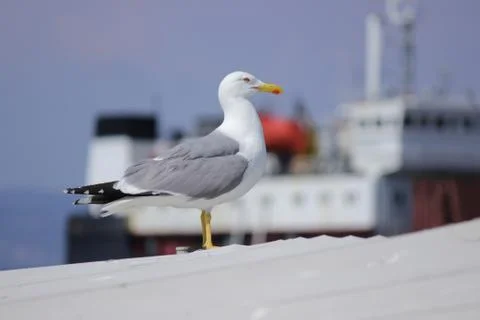 Seagull 写真素材