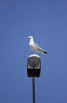 Seagull Stock Photos