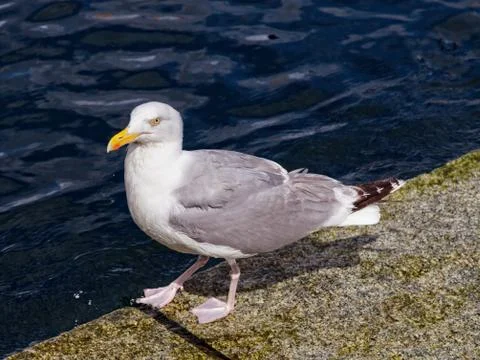 Seagull Stock Photos