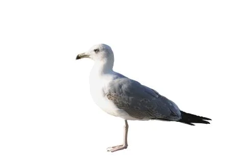 Seagull Stock Photos