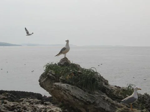 Seagull Stock Photos