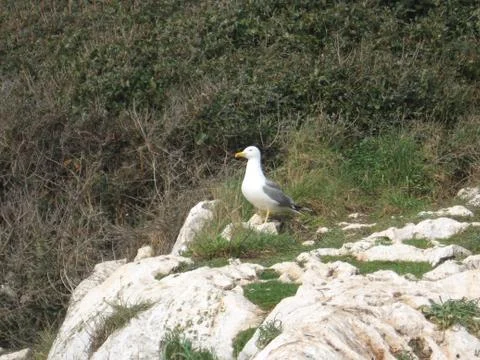 Seagull Stock Photos