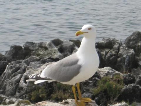 Seagull Stock Photos