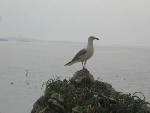 Seagull Stock Photos