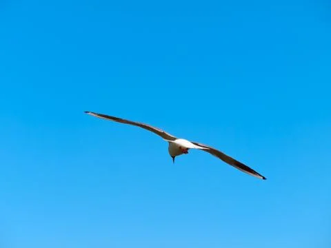 Seagull Stock Photos