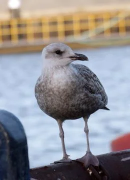 Seagull Stock Photos