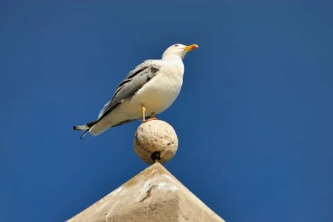 Seagull Stock Photos