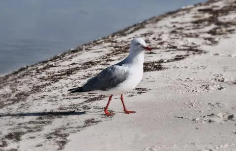 Seagull Stock Photos