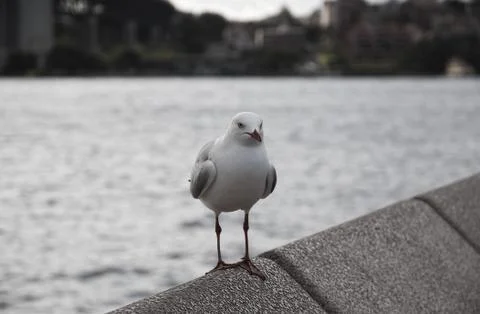 Seagull Stock Photos