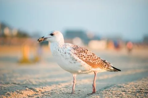 A Seagull Stock Photos