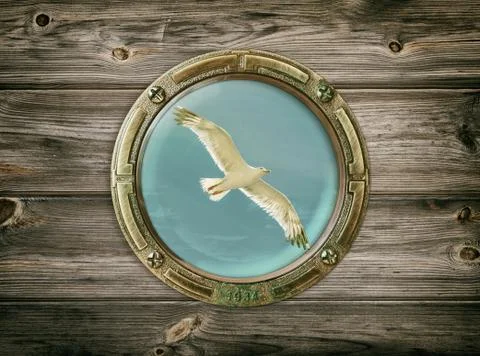 Seagull Stock Photos