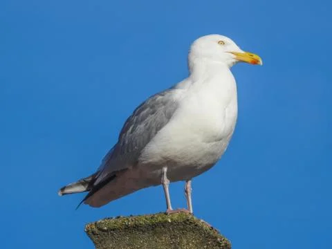Seagull Stock Photos