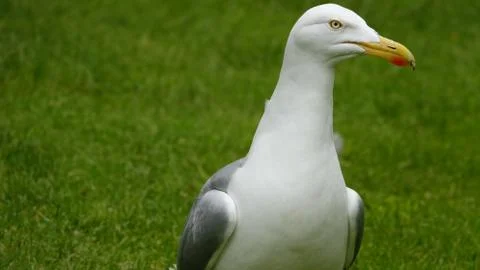 Seagull. Stock Photos