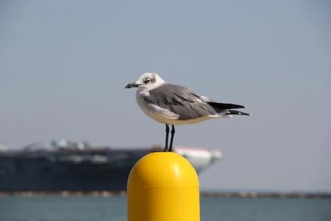 Seagull Stock Photos