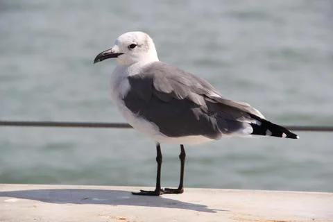 Seagull Stock Photos
