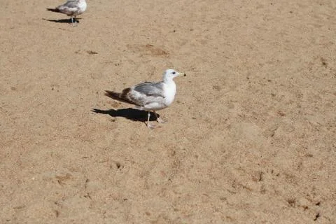 Seagull 写真素材