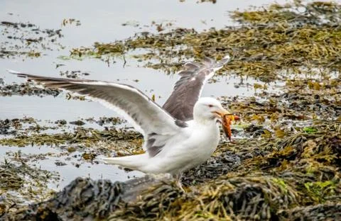 Seagull Stock Photos