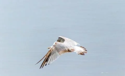 Seagull Stock Photos