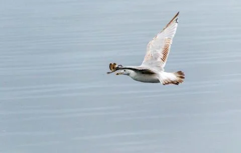Seagull Stock Photos
