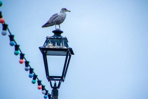 Seagull Stock Photos