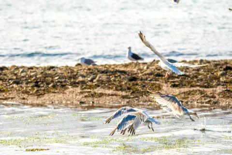 Seagull Stock Photos