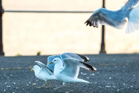 Seagull Stock Photos