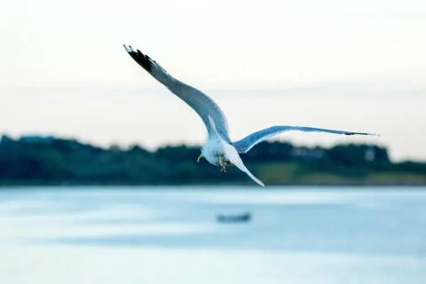 Seagull Stock Photos