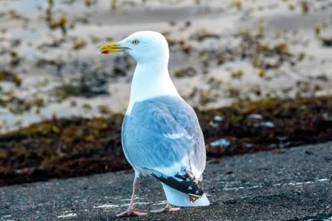 Seagull Stock Photos