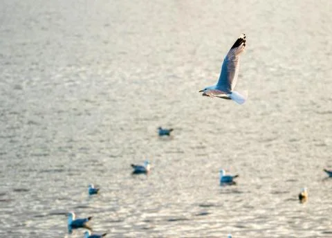 Seagull Stock Photos