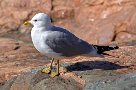 A seagull Stock Photos