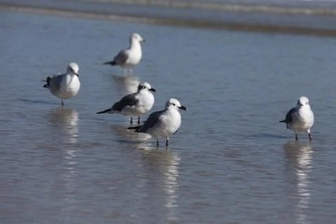 Seagull Stock Photos