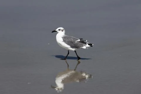 Seagull Stock Photos