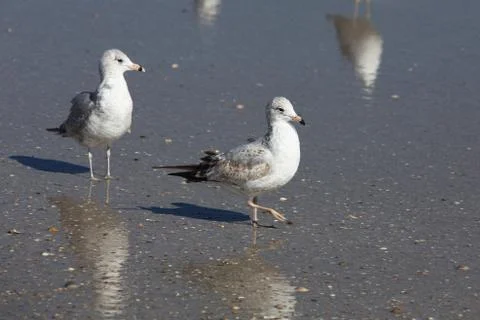 Seagull Stock Photos