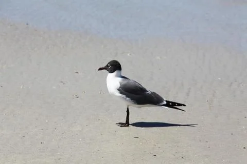 Seagull Stock Photos