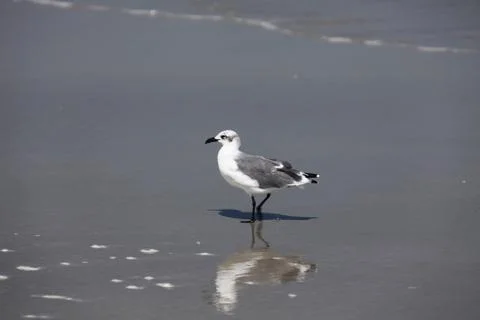 Seagull Stock Photos