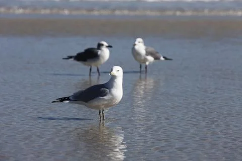 Seagull Stock Photos