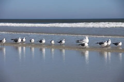 Seagull Stock Photos
