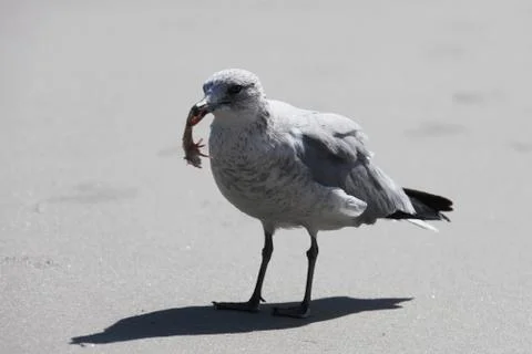Seagull Stock Photos