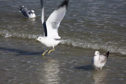 Seagull Stock Photos