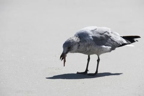 Seagull Stock Photos