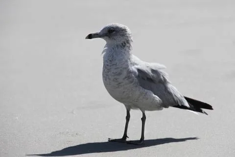 Seagull Stock Photos