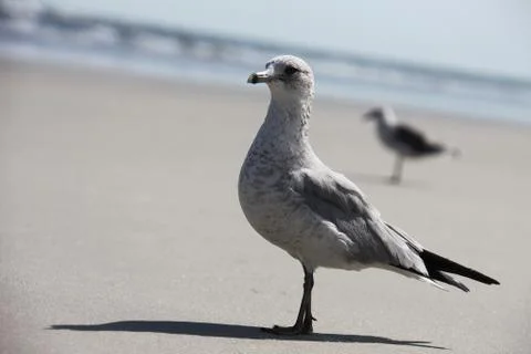 Seagull Stock Photos