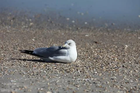 Seagull Stock Photos