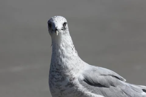 Seagull Stock Photos