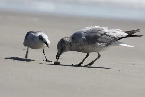 Seagull Stock Photos