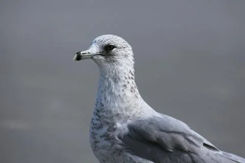 Seagull Stock Photos