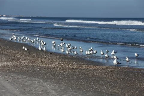 Seagull Stock Photos