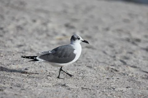Seagull Stock Photos